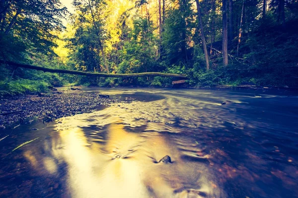 Foto vintage de hermoso bosque de verano con río salvaje . —  Fotos de Stock