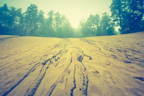 Foto vintage de hermoso bosque otoñal —  Fotos de Stock