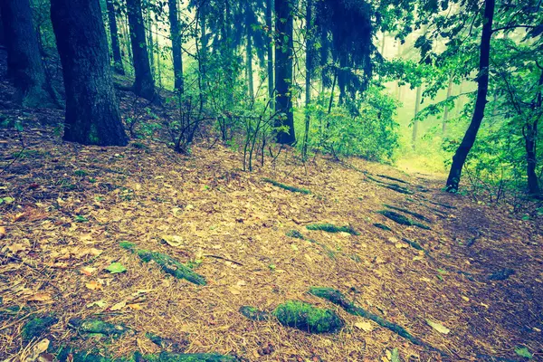 Foto vintage da bela floresta outonal — Fotografia de Stock