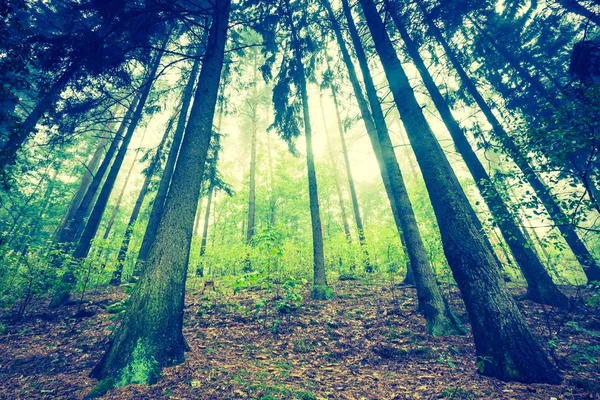 아름 다운가 숲의 빈티지 사진 — 스톡 사진