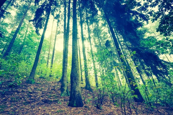 아름 다운가 숲의 빈티지 사진 — 스톡 사진