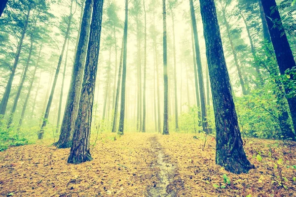 Vintage photo of beautiful autumnal forest — Stock Photo, Image