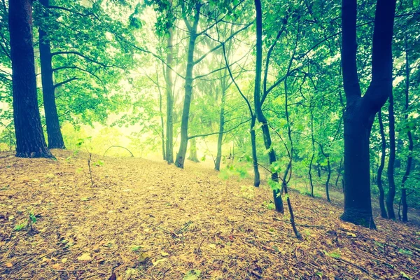 Vintage photo of beautiful autumnal forest — Stock Photo, Image