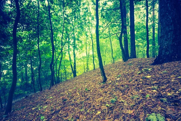 美しい紅葉の森のビンテージ写真 — ストック写真