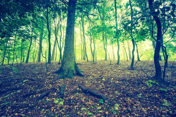 Foto vintage de hermoso bosque otoñal —  Fotos de Stock