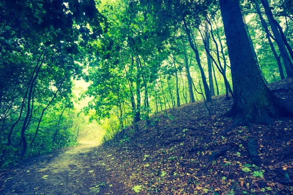 Vintage photo of beautiful autumnal forest — Stock Photo, Image