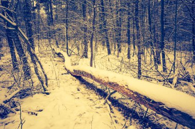 Kar kış ormanı Vintage Fotoğraf.