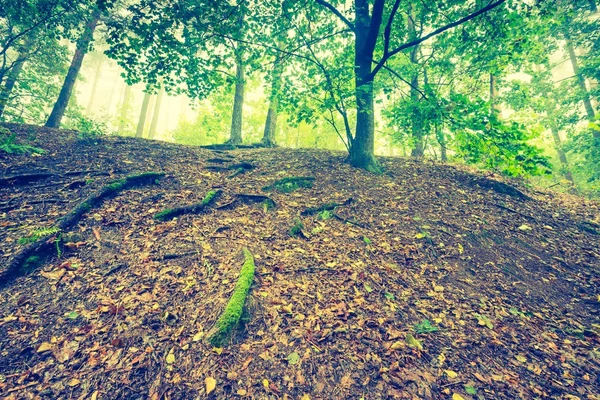 Foto vintage de hermoso bosque otoñal — Foto de Stock