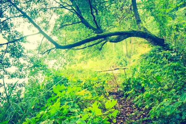 Foto vintage da bela floresta outonal — Fotografia de Stock