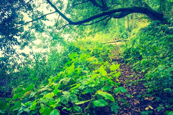 Foto vintage da bela floresta outonal — Fotografia de Stock