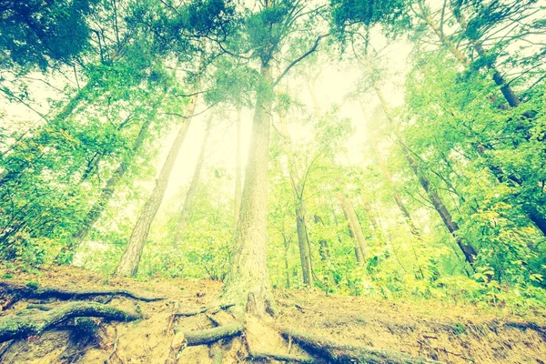 Vintage photo of beautiful autumnal forest — Stock Photo, Image