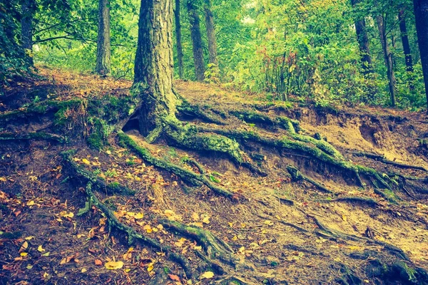 美しい紅葉の森のビンテージ写真 — ストック写真