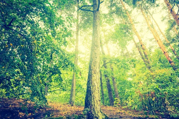 Vintage photo of beautiful autumnal forest — Stock Photo, Image