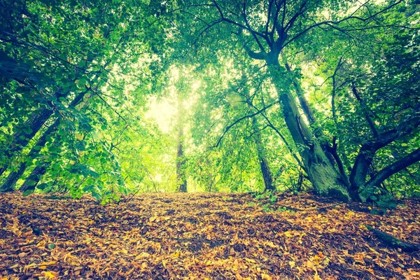 Vintage photo of beautiful autumnal forest — Stock Photo, Image