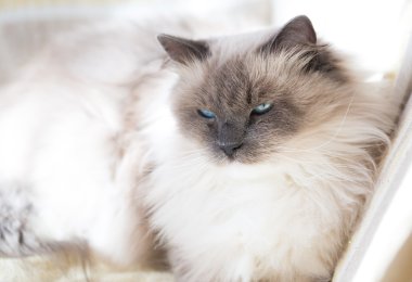 Güzel Neva Masquerade kedi portre