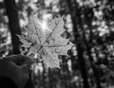 Sonbahar akçaağaç yaprağı tutan adam el