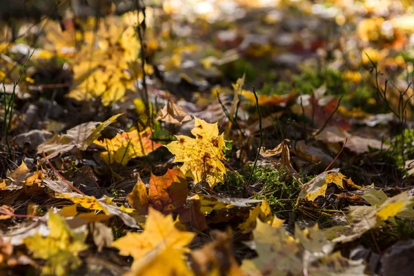 Närbild av fallna maple tree löv — Stockfoto
