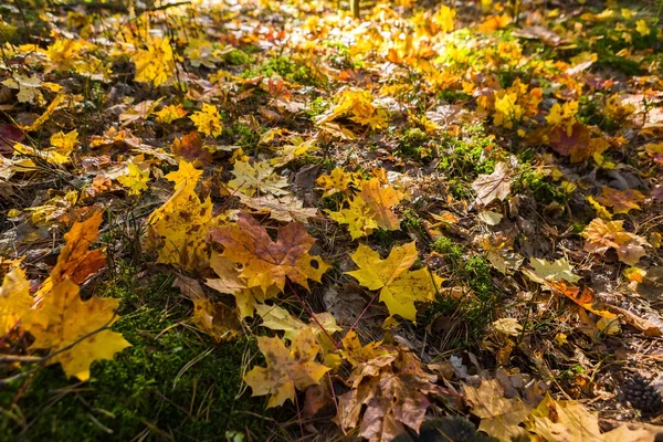 Närbild av fallna maple tree löv — Stockfoto