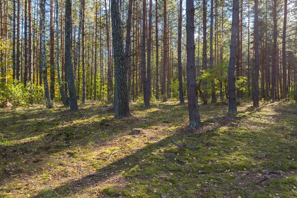 Autumnal forest landsape — Stock Photo, Image