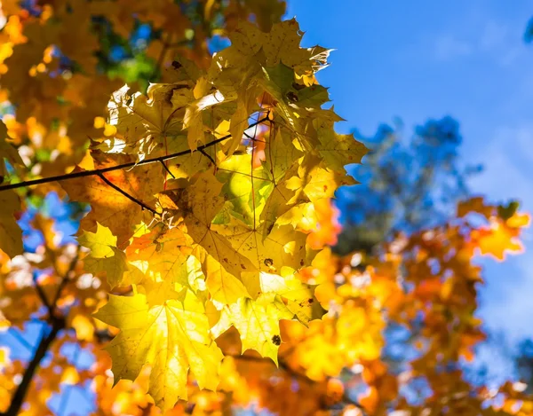 Close up of autumnal maple tree branches — Stock Photo, Image