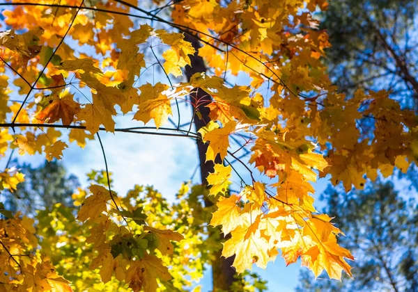 Close up of autumnal maple tree branches — Stock Photo, Image