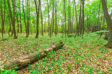sonbahar orman manzarası