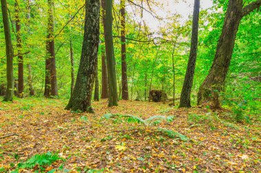 sonbahar orman manzarası