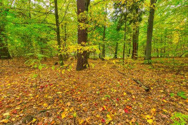 sonbahar orman manzarası