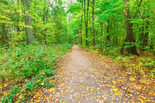 Paesaggio della foresta autunnale — Foto Stock