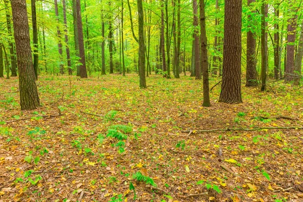 Autumnal forest landscape — Stock Photo, Image