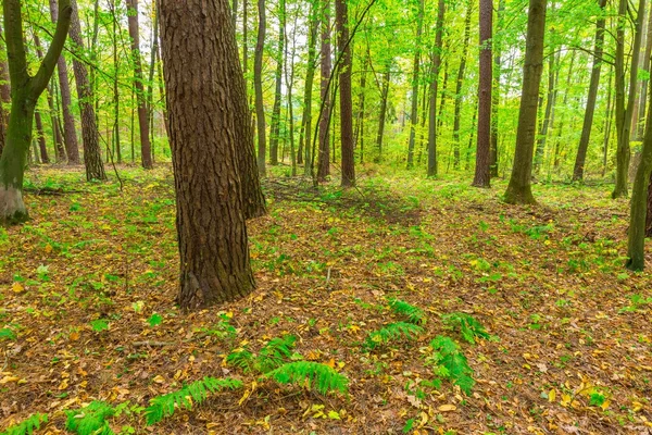 Herfst boslandschap — Stockfoto