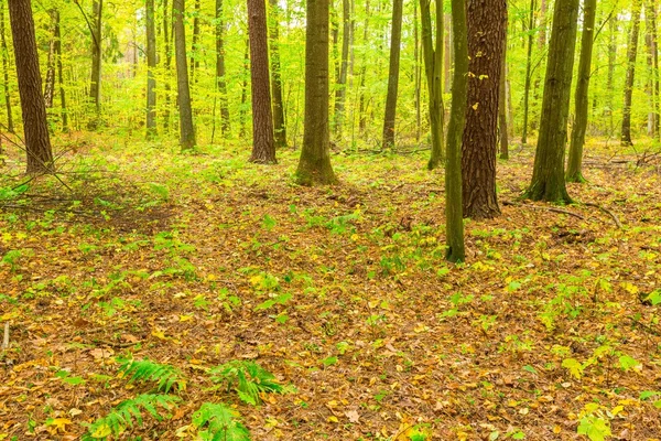 Pemandangan hutan musim gugur — Stok Foto