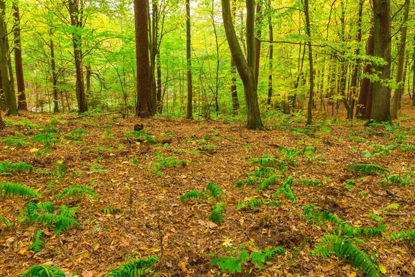 sonbahar orman manzarası