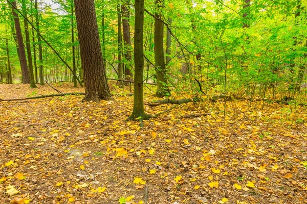 Paesaggio della foresta autunnale — Foto Stock