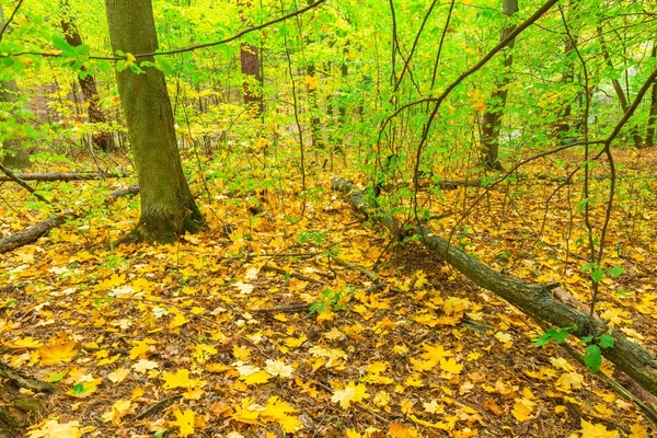 Pemandangan hutan musim gugur — Stok Foto