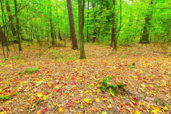 Pemandangan hutan musim gugur — Stok Foto