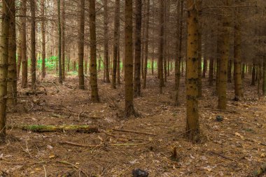 Karanlık sonbahar Karaçam ormanı