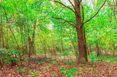 sonbahar orman manzarası