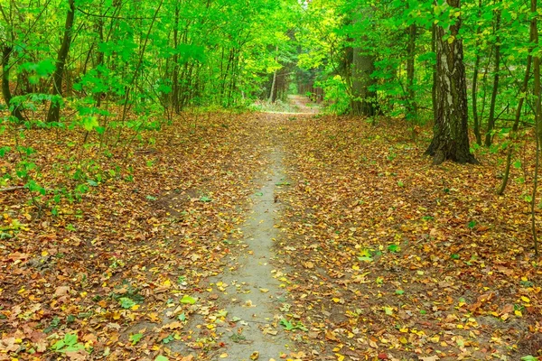 Sonbahar orman manzarası — Stok fotoğraf