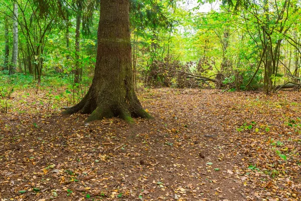 Höstlig skogslandskap — Stockfoto