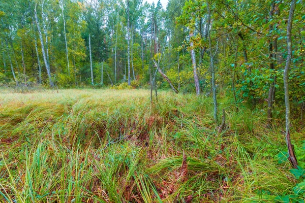 Färgstarka landskap med våtmarker och döda träd — Stockfoto