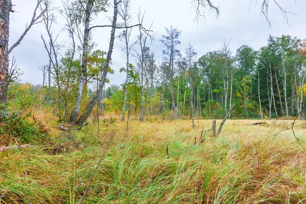 Kleurrijk landschap met wetlands en dode bomen — Stockfoto