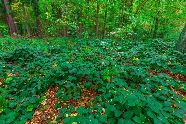 Höstlig skogslandskap — Stockfoto