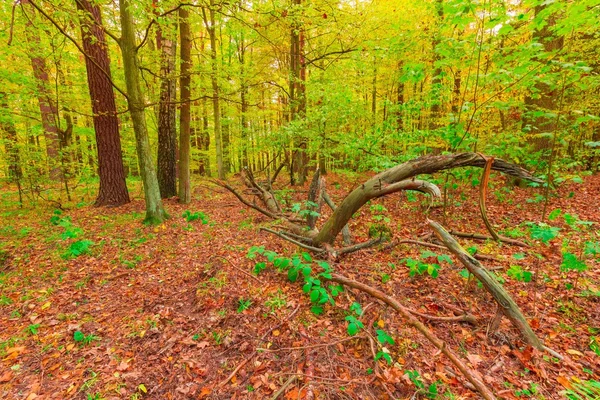 Podzimní Lesní krajina — Stock fotografie