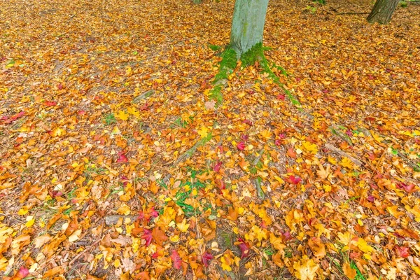 Jesiennych liści na ziemi — Zdjęcie stockowe