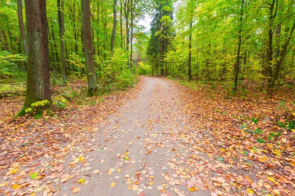 Paesaggio della foresta autunnale — Foto Stock