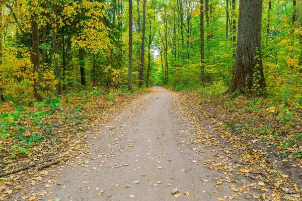 Paesaggio della foresta autunnale — Foto Stock