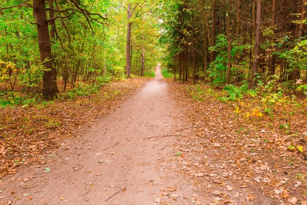 Autumnal forest landscape — Stock Photo, Image