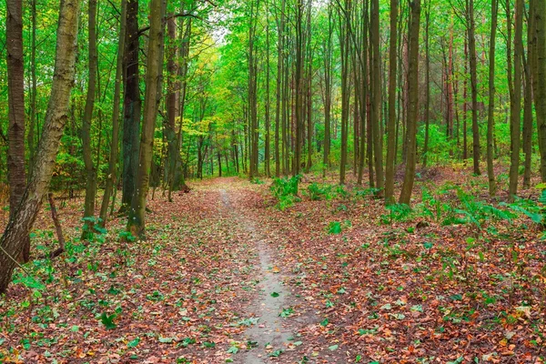 sonbahar orman manzarası