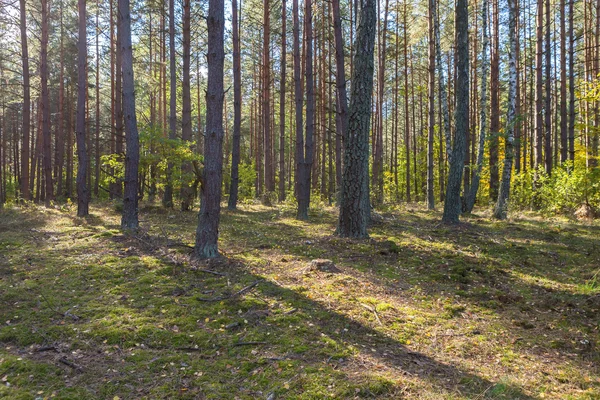 Συνολική επιφάνεια υπαίθριων φθινοπωρινό δάσος — Φωτογραφία Αρχείου
